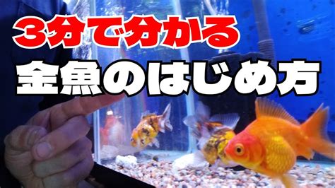 金魚金魚|【5分でわかる】金魚の飼い方 